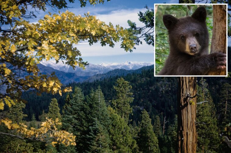 bears-run-rampage-across-stunning-california-national-park-—-as-officials-issue-warning-for-visitors