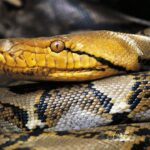python-hunters-snag-puerto-rico’s-largest-reticulated-python-on-record-after-it-was-spotted-strangling-pet-cat
