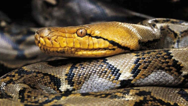 python-hunters-snag-puerto-rico’s-largest-reticulated-python-on-record-after-it-was-spotted-strangling-pet-cat