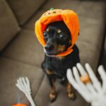 yes,-your-cat-hates-its-lobster-costume-but-it’s-a-$1-billion-industry-anyway.