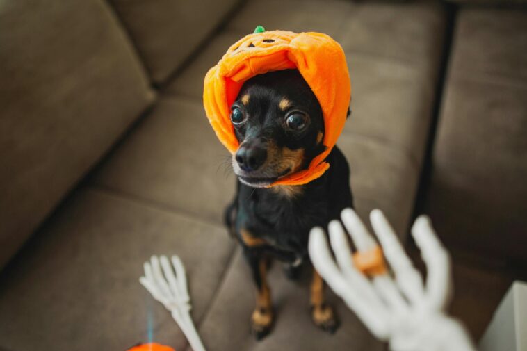 yes,-your-cat-hates-its-lobster-costume-but-it’s-a-$1-billion-industry-anyway.
