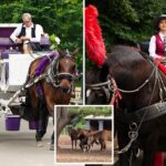 what-will-happen-to-big-apple-carriage-horses-if-nyc-bans-the-industry-this-week
