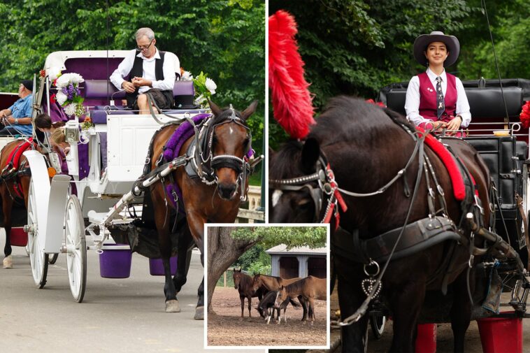 what-will-happen-to-big-apple-carriage-horses-if-nyc-bans-the-industry-this-week