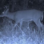 young-buck-gets-ragdolled-and-tossed-in-the-air-during-battle-with-larger-buck-caught-on-trail-cam