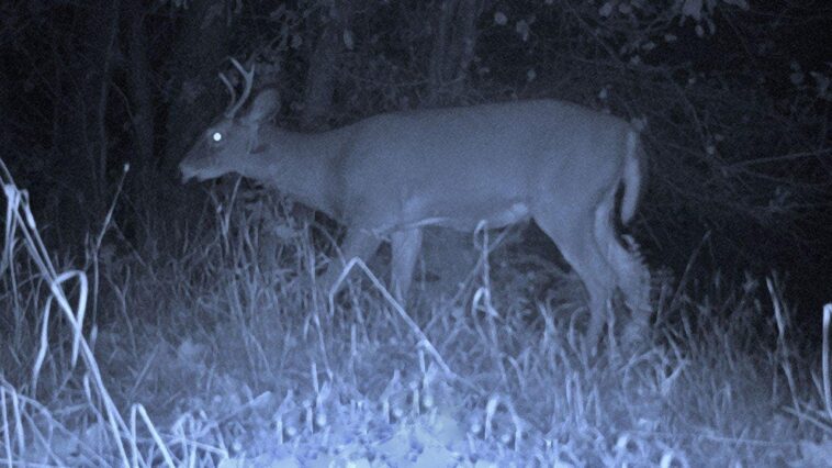 young-buck-gets-ragdolled-and-tossed-in-the-air-during-battle-with-larger-buck-caught-on-trail-cam