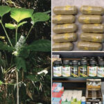 sf-man-dies-after-taking-kratom-like-‘gas-station-heroin’-as-cops-descend-on-smoke-shops