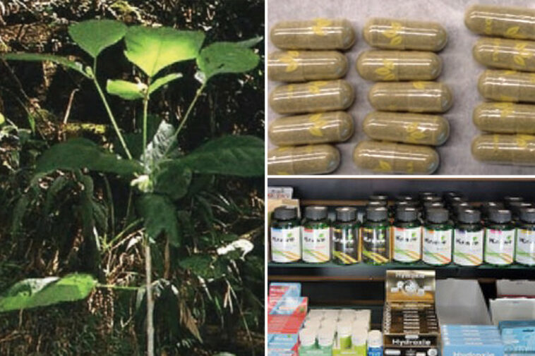 sf-man-dies-after-taking-kratom-like-‘gas-station-heroin’-as-cops-descend-on-smoke-shops
