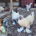 nj-town-bans-roosters-after-residents-cry-fowl-over-noise
