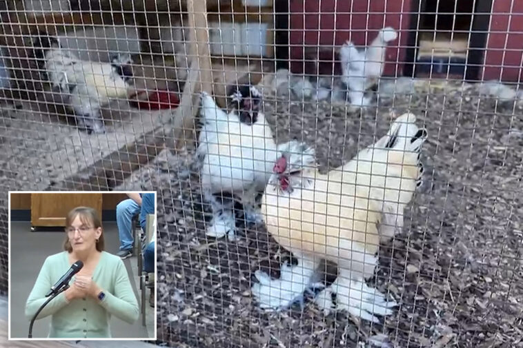nj-town-bans-roosters-after-residents-cry-fowl-over-noise