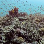almost-all-coral-reef-ecosystems-face-risk-of-collapse-in-50-years,-study-warns