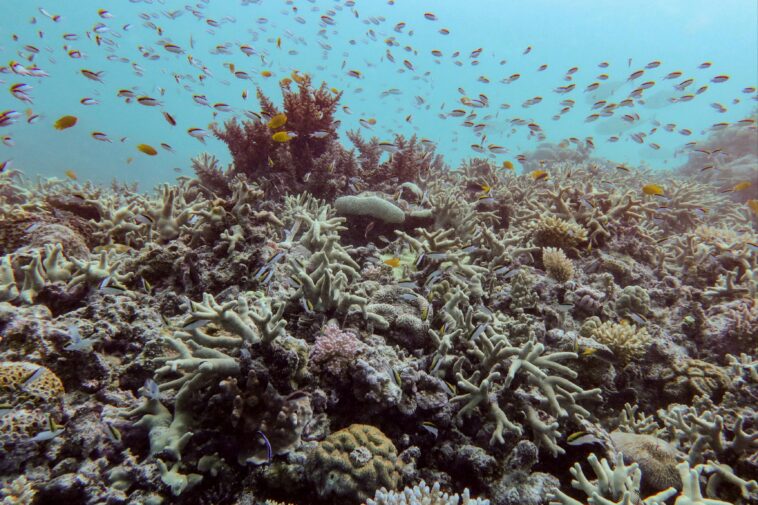 almost-all-coral-reef-ecosystems-face-risk-of-collapse-in-50-years,-study-warns