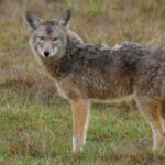 viral-wildlife-video-captures-coyote-launching-itself-into-the-air-to-snatch-a-pear-off-a-tree