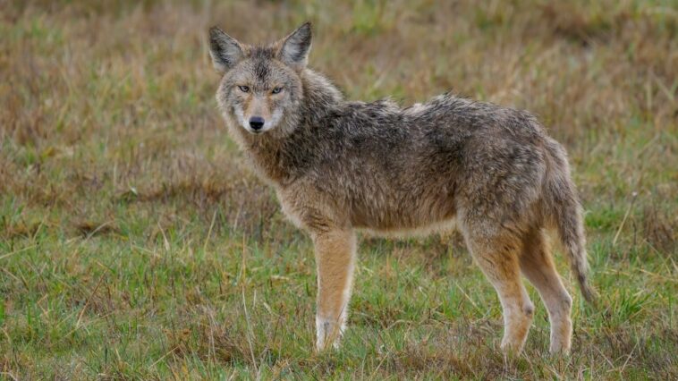 viral-wildlife-video-captures-coyote-launching-itself-into-the-air-to-snatch-a-pear-off-a-tree