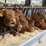 france-reports-first-human-case-of-livestock-virus-after-patient-dies