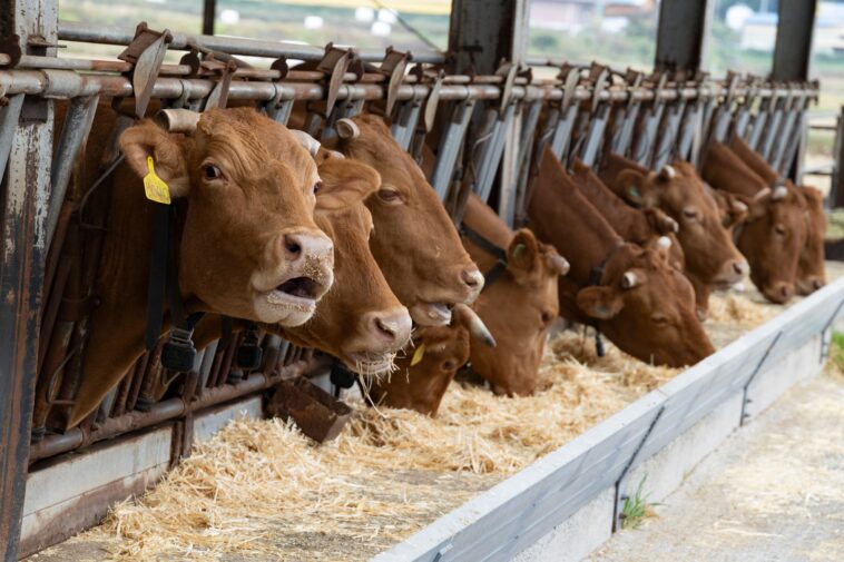 france-reports-first-human-case-of-livestock-virus-after-patient-dies