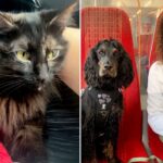 vet-saves-critically-ill-cat’s-life-by-using-dog’s-blood
