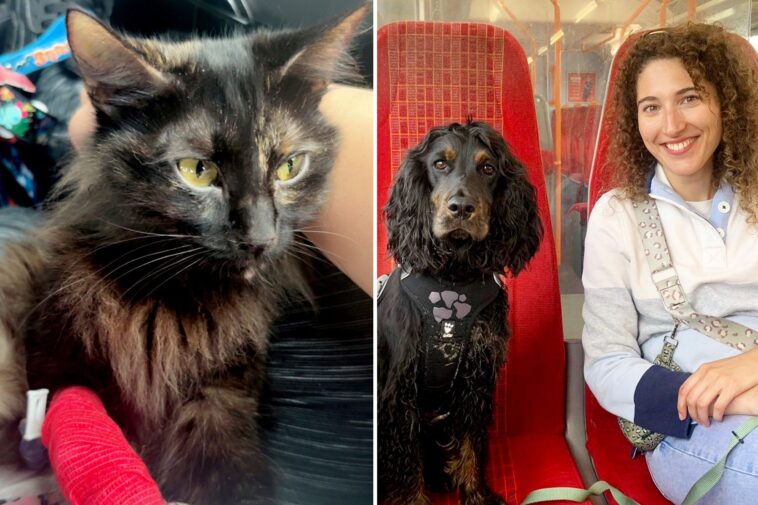 vet-saves-critically-ill-cat’s-life-by-using-dog’s-blood