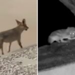 neighbor-who-fed-coyote-for-months-faces-reckoning-after-it-mauled-toddler-in-los-angeles