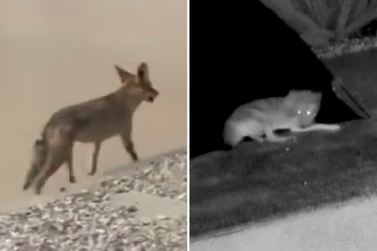 neighbor-who-fed-coyote-for-months-faces-reckoning-after-it-mauled-toddler-in-los-angeles