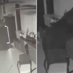 black-bear-sneaks-into-family’s-backyard,-swipes-booze-from-fridge:-‘i-figured-he-was-thirsty’