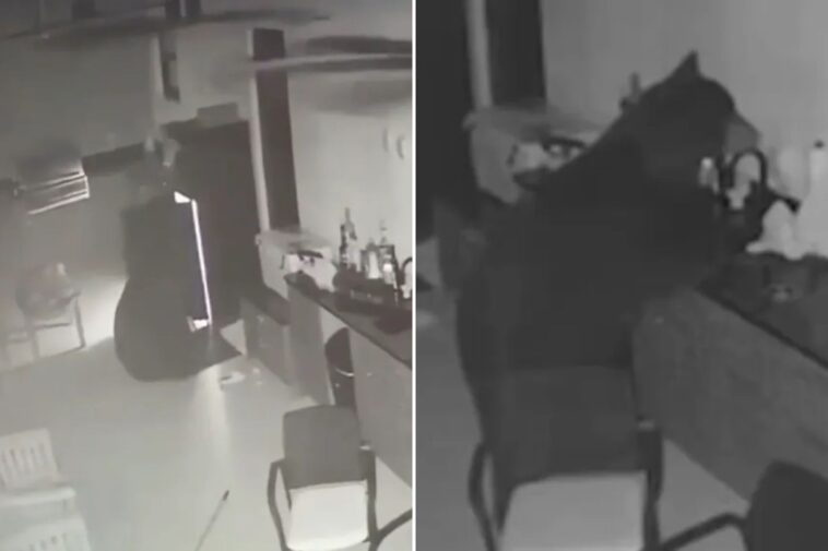 black-bear-sneaks-into-family’s-backyard,-swipes-booze-from-fridge:-‘i-figured-he-was-thirsty’