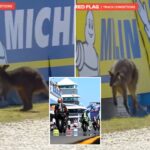 motogp-race-suspended-after-adorable-wallaby-makes-way-onto-track