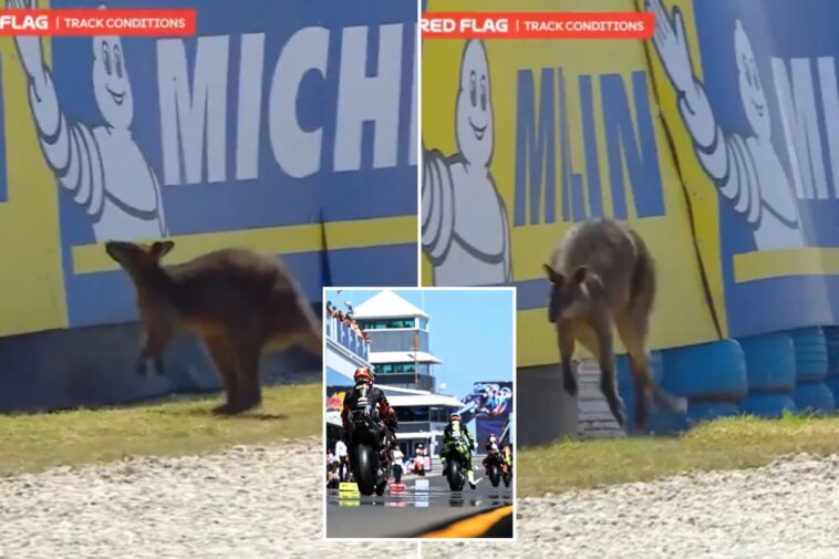 motogp-race-suspended-after-adorable-wallaby-makes-way-onto-track