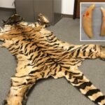 california-couple-trafficked-lion-teeth,-rhino-horn-in-illegal-wildlife-trading-ring