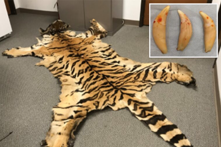 california-couple-trafficked-lion-teeth,-rhino-horn-in-illegal-wildlife-trading-ring