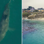 urgent-warning-as-great-white-sharks-swarm-off-picturesque-stretch-of-monterey-bay-coast