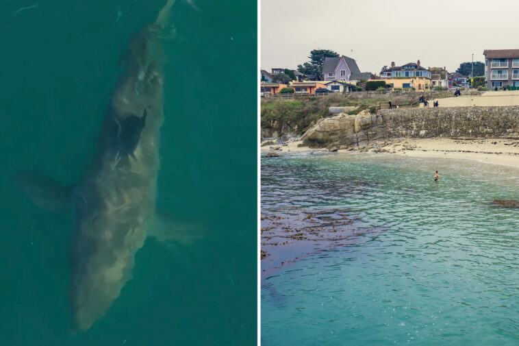 urgent-warning-as-great-white-sharks-swarm-off-picturesque-stretch-of-monterey-bay-coast