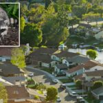 rabies-scare-returns-to-la-county-as-another-animal-tests-positive