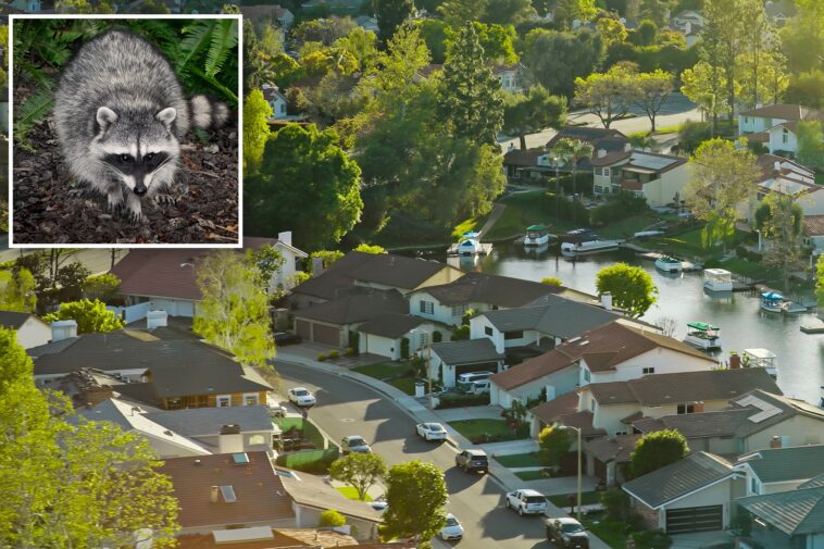 rabies-scare-returns-to-la-county-as-another-animal-tests-positive