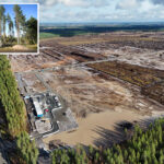 google-illegally-cut-down-250k-trees-in-finland-for-data-center,-driving-wolves-into-villages-and-infuriating-locals:-report
