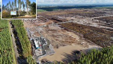 google-illegally-cut-down-250k-trees-in-finland-for-data-center,-driving-wolves-into-villages-and-infuriating-locals:-report