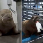 orphaned-alaska-walrus-calf-makes-4,000-mile-journey-to-new-home-at-seaworld-orlando
