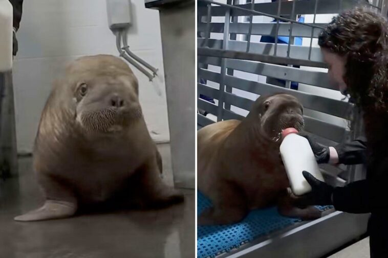 orphaned-alaska-walrus-calf-makes-4,000-mile-journey-to-new-home-at-seaworld-orlando