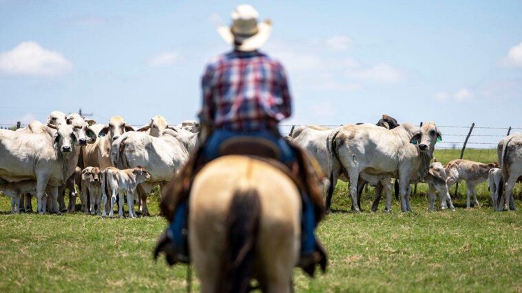 hunters-and-ranchers-enlisted-in-battle-against-spread-of-flesh-eating-parasite