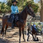 california-horse-town-brings-in-maverick-solution-to-‘extremely-dangerous’-boulevard