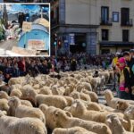 madrid-festival-reroutes-thousands-of-sheep-to-avoid-housing-protest-camp