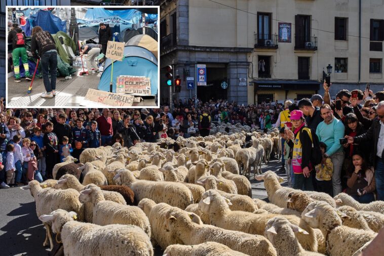 madrid-festival-reroutes-thousands-of-sheep-to-avoid-housing-protest-camp