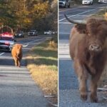 adorable-runaway-cow-sparks-police-chase-through-ny-town