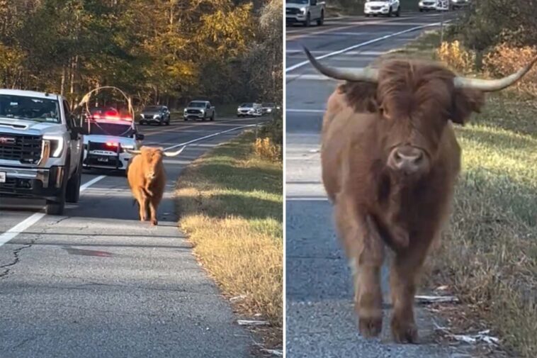 adorable-runaway-cow-sparks-police-chase-through-ny-town
