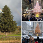 meet-the-tree-that-will-spruce-up-rockefeller-center-this-christmas