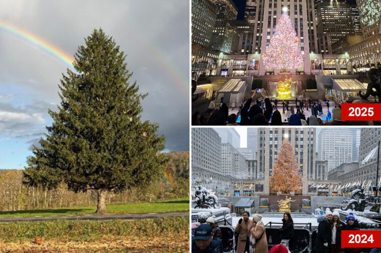 meet-the-tree-that-will-spruce-up-rockefeller-center-this-christmas