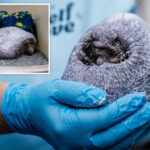 rescuers-save-bald-hedgehog-after-infection-made-it-lose-all-its-prickles