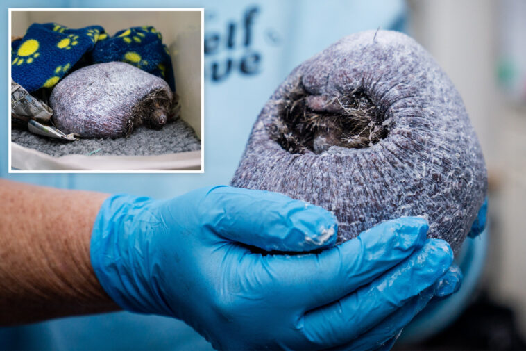 rescuers-save-bald-hedgehog-after-infection-made-it-lose-all-its-prickles