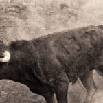 bull-rider-killed-after-being-tossed,-trampled-in-the-middle-of-rodeo