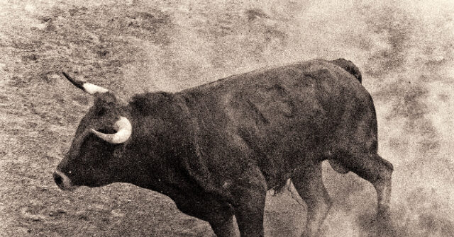 bull-rider-killed-after-being-tossed,-trampled-in-the-middle-of-rodeo