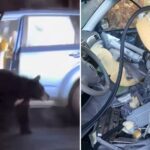 black-bear-shreds-car-to-pieces-after-getting-locked-inside:-‘fighting-pretty-good’
